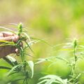 History of CBD